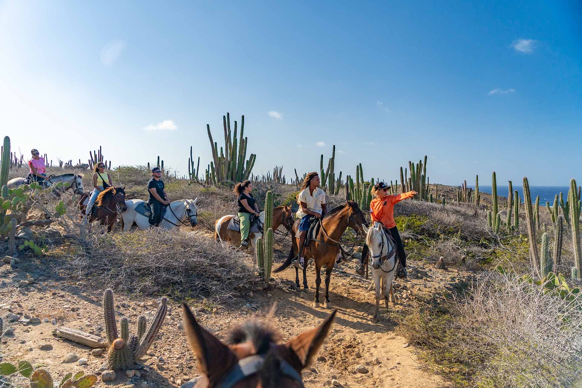Aruba_horse_Tours-03