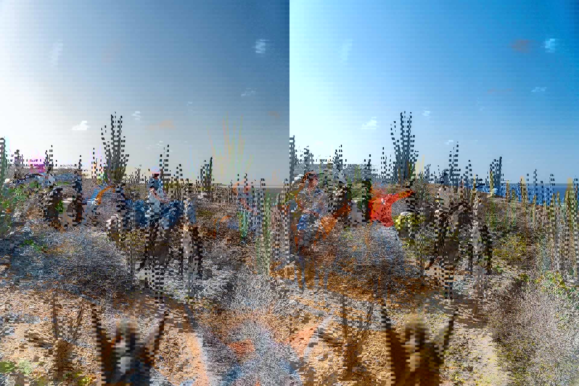 Aruba_horse_Tours-03