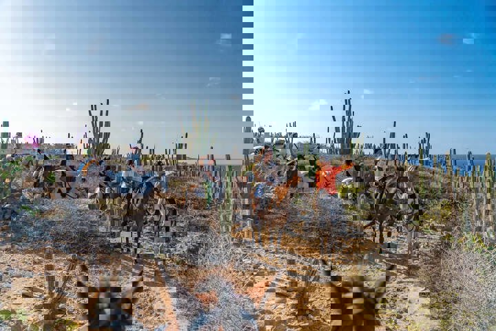 Tour a Cavalo na Praia Wariruri | Aruba Horse Tours