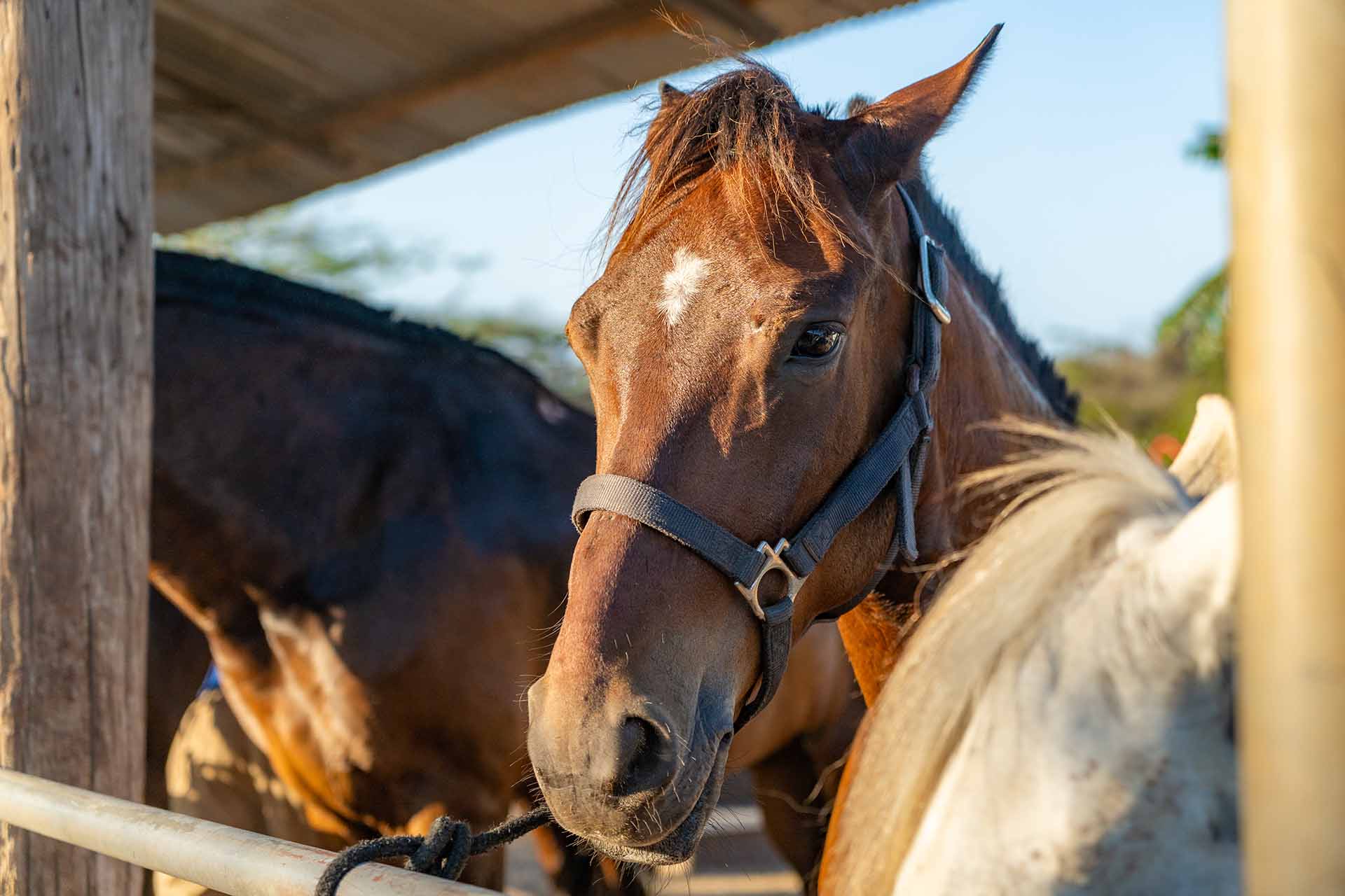 Aruba_horse_Tours-06