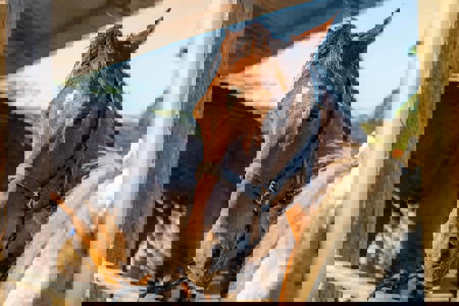 Aruba_horse_Tours-06