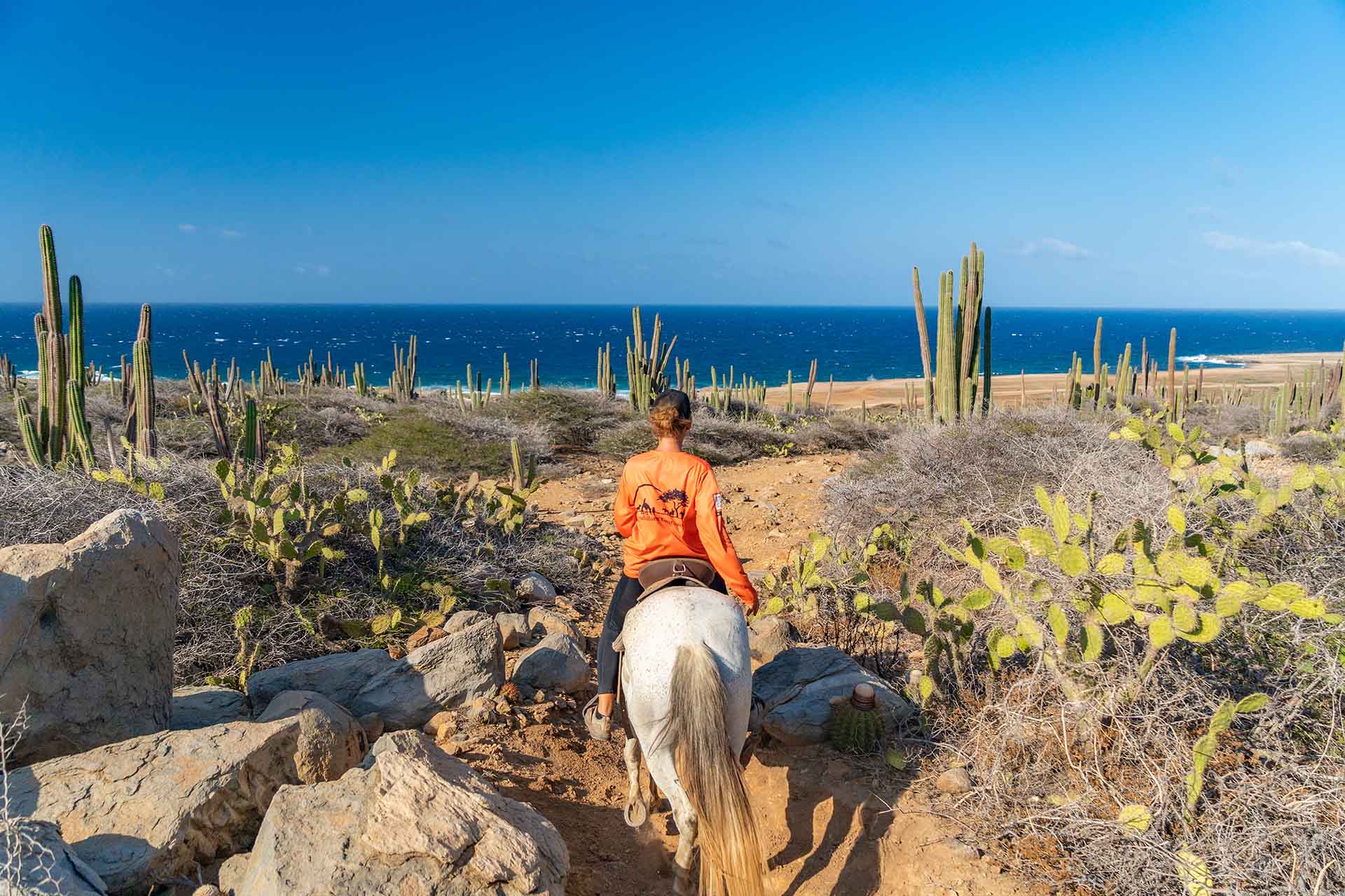 Aruba Horse Tours