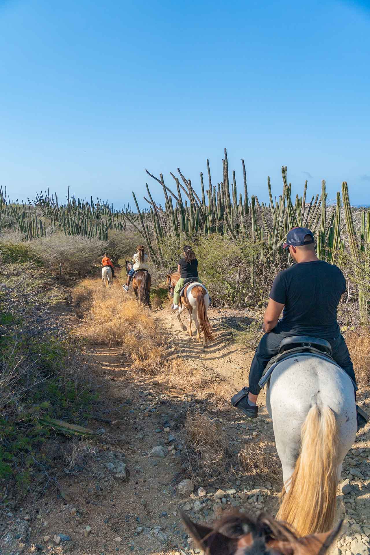 Aruba_horse_Tours-10