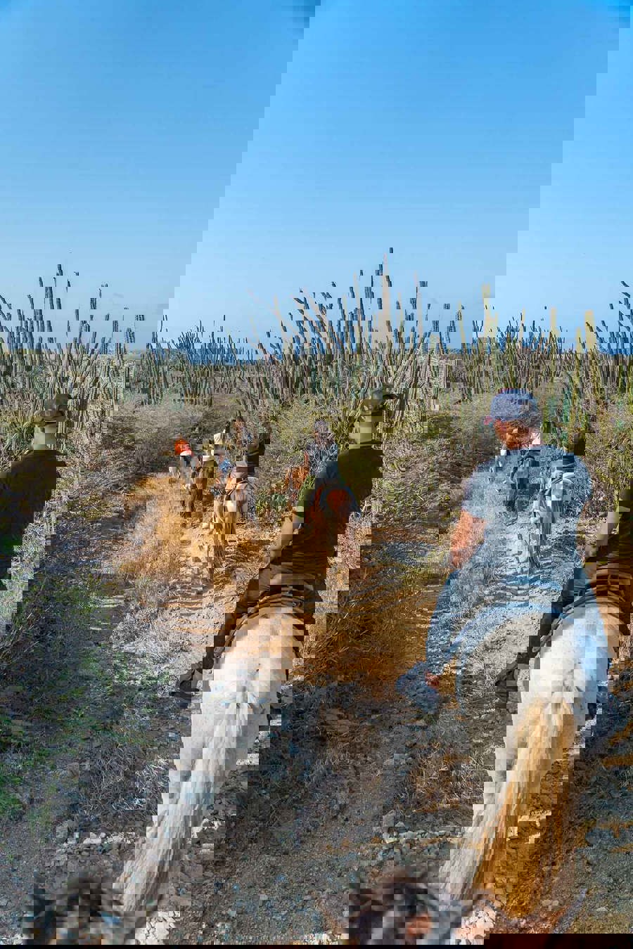 Aruba_horse_Tours-10