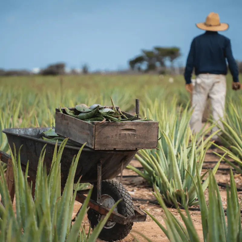 Aloe de Aruba