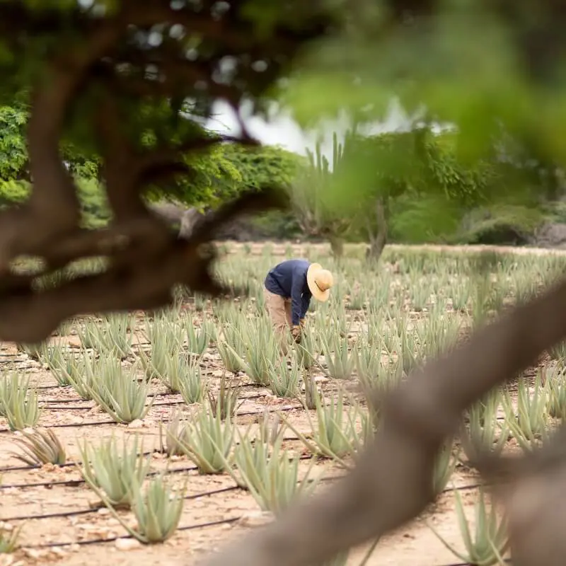 Aruba Aloe Museum