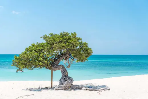 O Efeito Aruba: Por que sua primeira visita não será a última