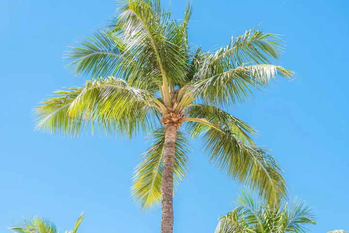 /Palm_Beach-8.jpg