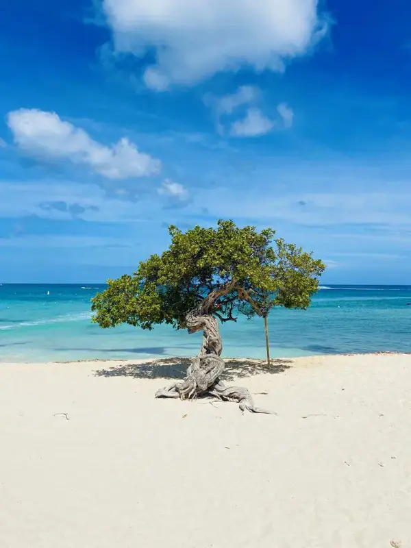 8 Fascinerende Feiten over Aruba