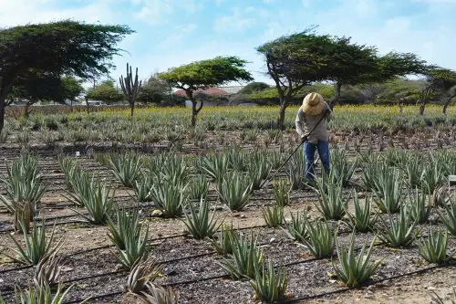 Discover Aruba's Aloe Plant: History, Uses and Tours