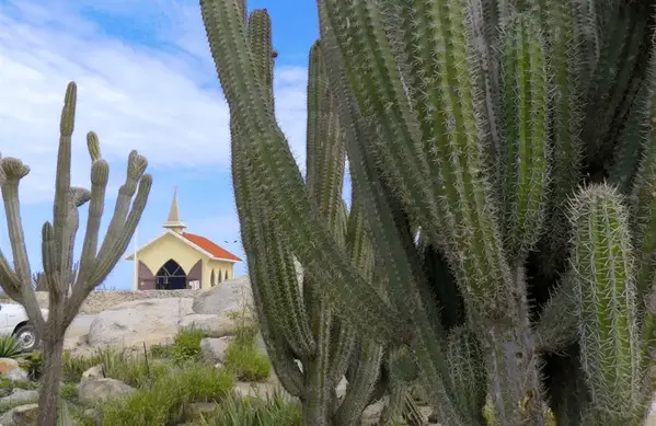 Alimentos curativos de Aruba