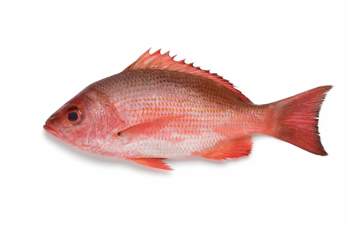 A Ilha Feliz para Peixes Recém-Pescados