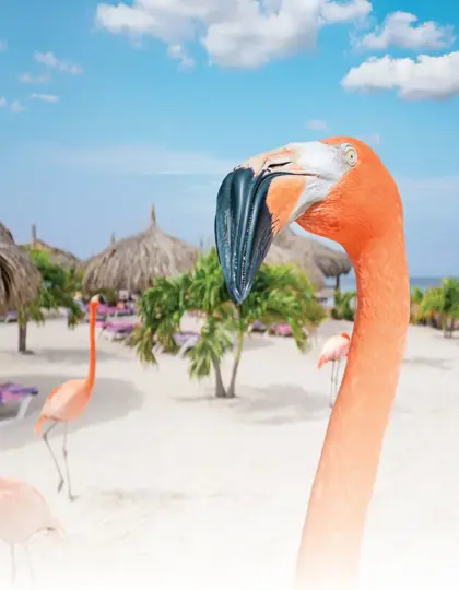 /book_tours/new-tours/De-Palm-Island/De_Palm_Island_Flamingo_-_Verkleind.jpg