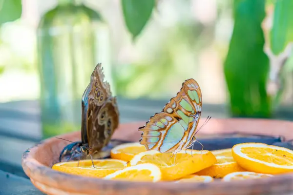 butterflyfarm-6