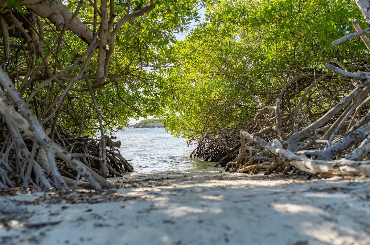 THINGS TO DO IN ARUBA BEACHES NATURE CULTURE visual data 8